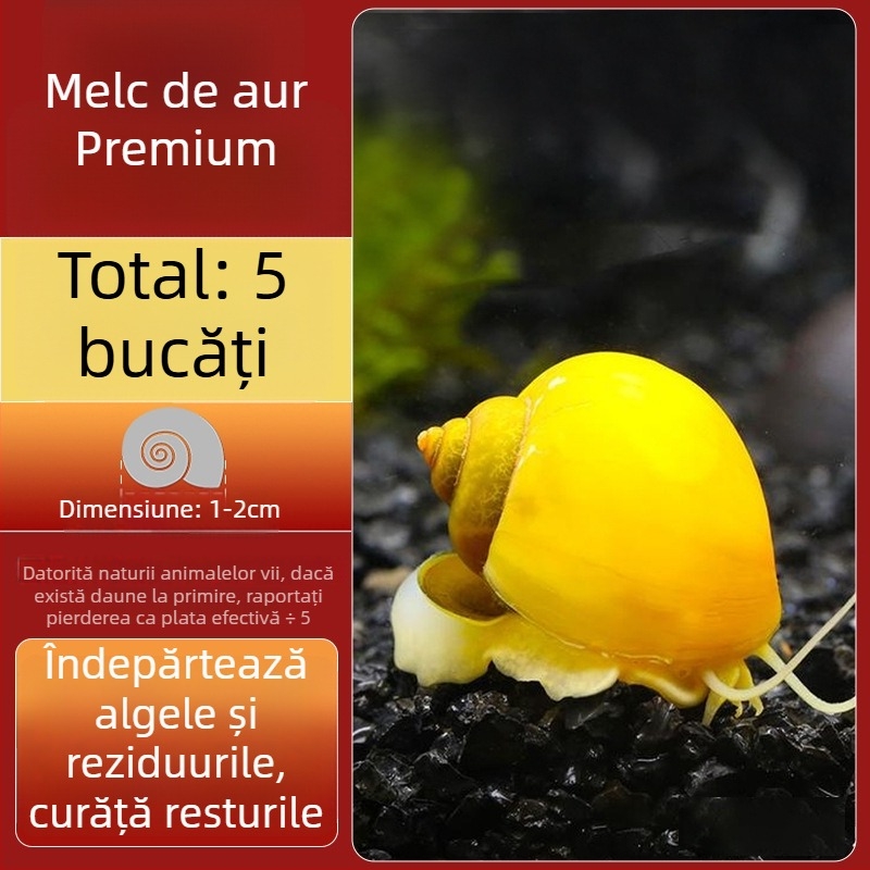 Melc de apă dulce Apple pentru acvariu — unealtă de îndepărtare a algelor și curățare a acvariului, melci mici și mari
