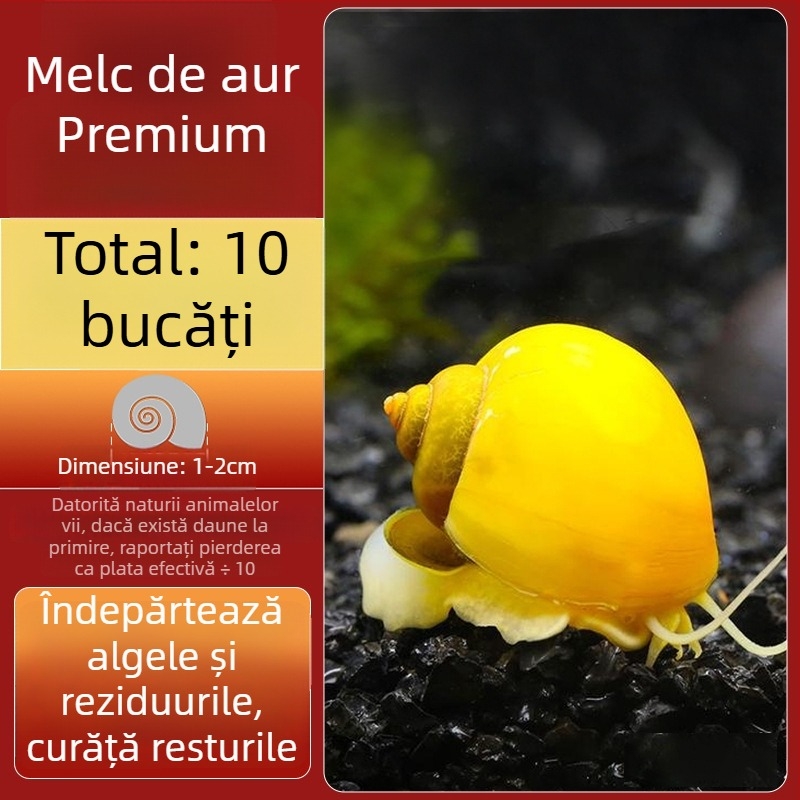 Melc de apă dulce Apple pentru acvariu — unealtă de îndepărtare a algelor și curățare a acvariului, melci mici și mari