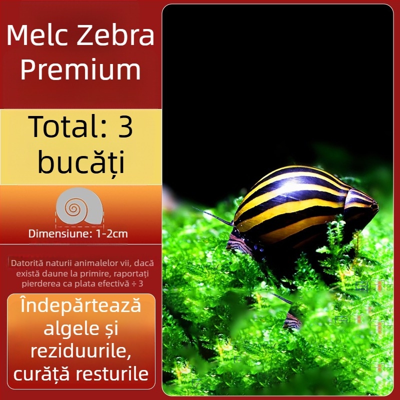 Melc de apă dulce Apple pentru acvariu — unealtă de îndepărtare a algelor și curățare a acvariului, melci mici și mari