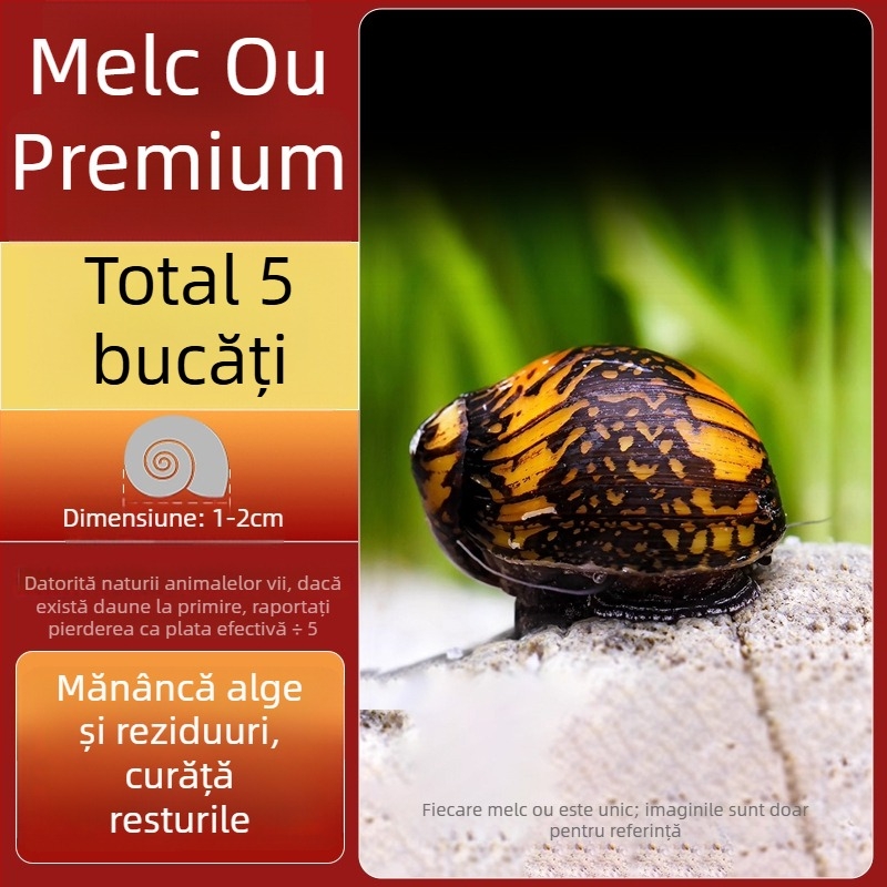 Melc de apă dulce Apple pentru acvariu — unealtă de îndepărtare a algelor și curățare a acvariului, melci mici și mari