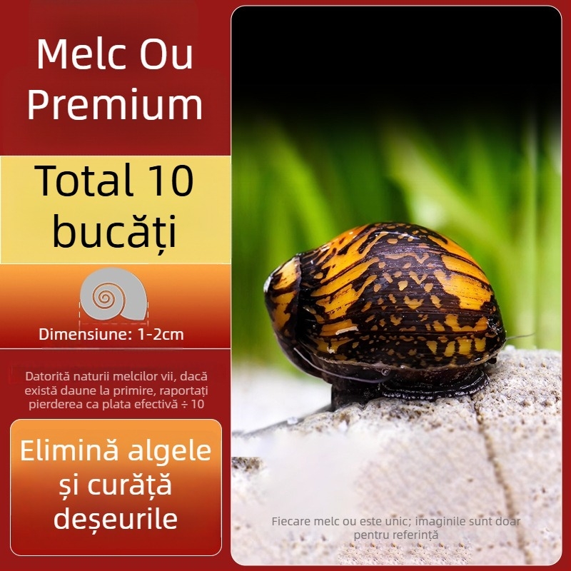 Melc de apă dulce Apple pentru acvariu — unealtă de îndepărtare a algelor și curățare a acvariului, melci mici și mari