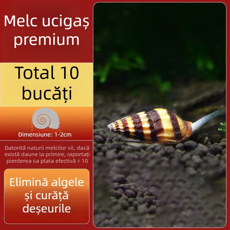 Melc de apă dulce Apple pentru acvariu — unealtă de îndepărtare a algelor și curățare a acvariului, melci mici și mari