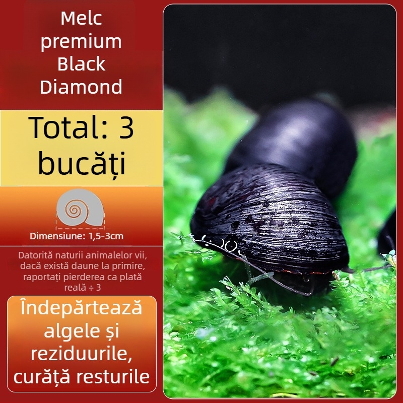 Melc de apă dulce Apple pentru acvariu — unealtă de îndepărtare a algelor și curățare a acvariului, melci mici și mari