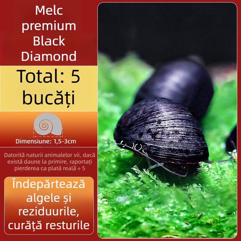 Melc de apă dulce Apple pentru acvariu — unealtă de îndepărtare a algelor și curățare a acvariului, melci mici și mari