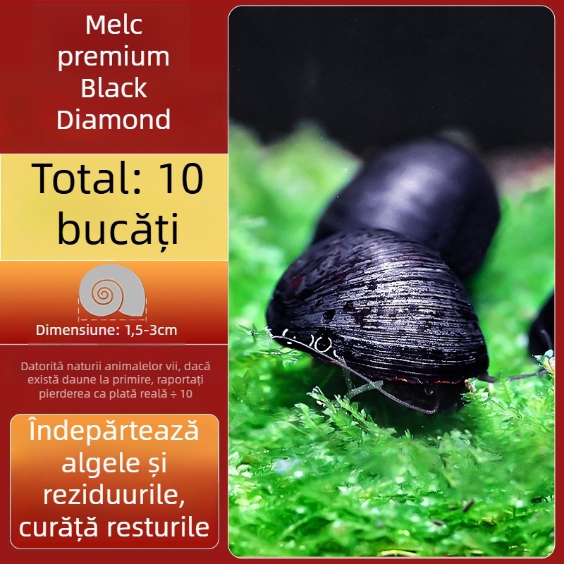 Melc de apă dulce Apple pentru acvariu — unealtă de îndepărtare a algelor și curățare a acvariului, melci mici și mari
