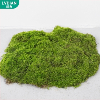 Gazon artificial exterior și mușchi pentru amenajări peisagistice, decor de perete cu plante decorative