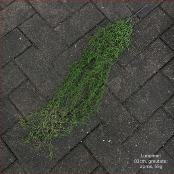 Plantă verde artificială, atârnată, decor de perete cu ananas alb din plastic