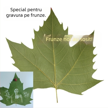 Frunze Wutong pentru gravură cu laser și tăiere pe foi – frunze uscate, reale, material de artă manuală