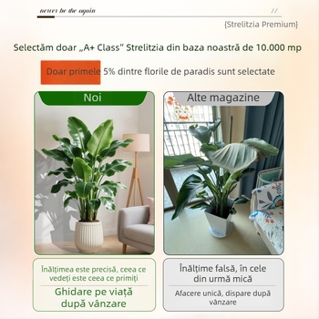 Bird of Paradise în ghivezi pentru living și birou, plantă verde de interior (Strelitzia)