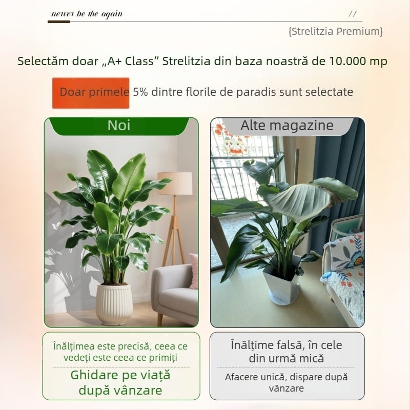 Bird of Paradise în ghivezi pentru living și birou, plantă verde de interior (Strelitzia)