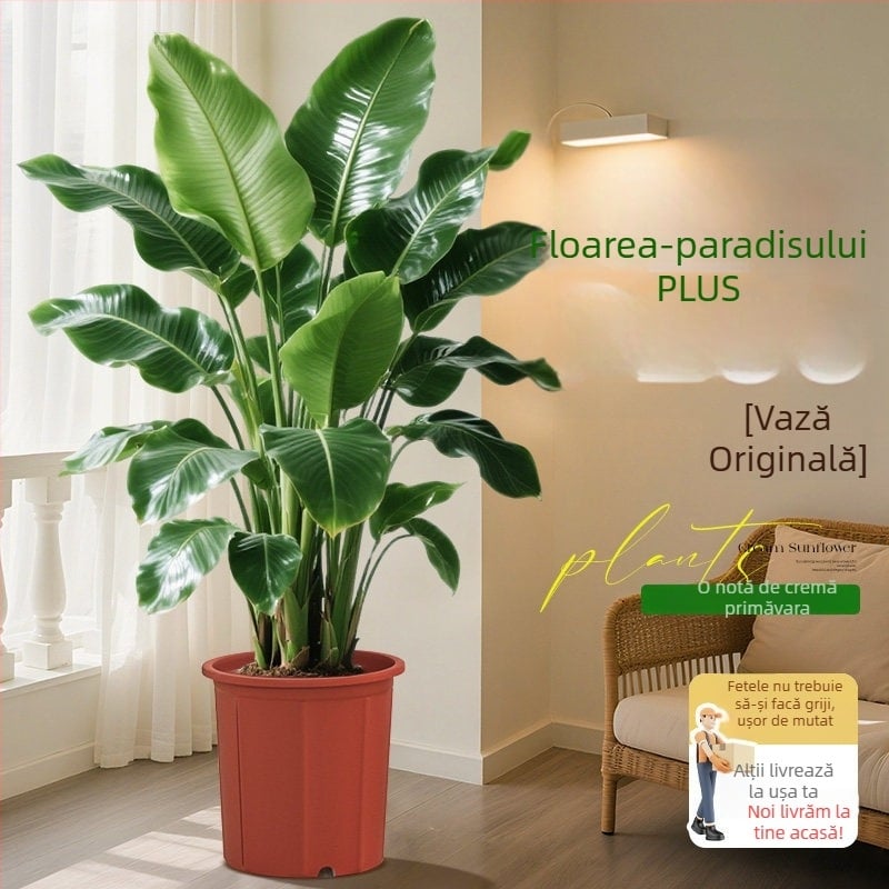 Bird of Paradise în ghivezi pentru living și birou, plantă verde de interior (Strelitzia)