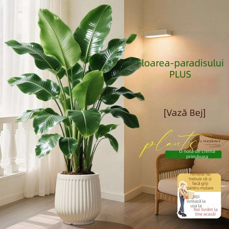 Bird of Paradise în ghivezi pentru living și birou, plantă verde de interior (Strelitzia)