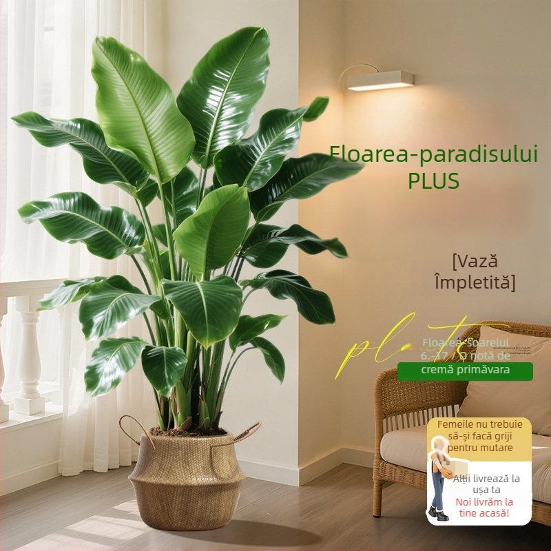 Bird of Paradise în ghivezi pentru living și birou, plantă verde de interior (Strelitzia)