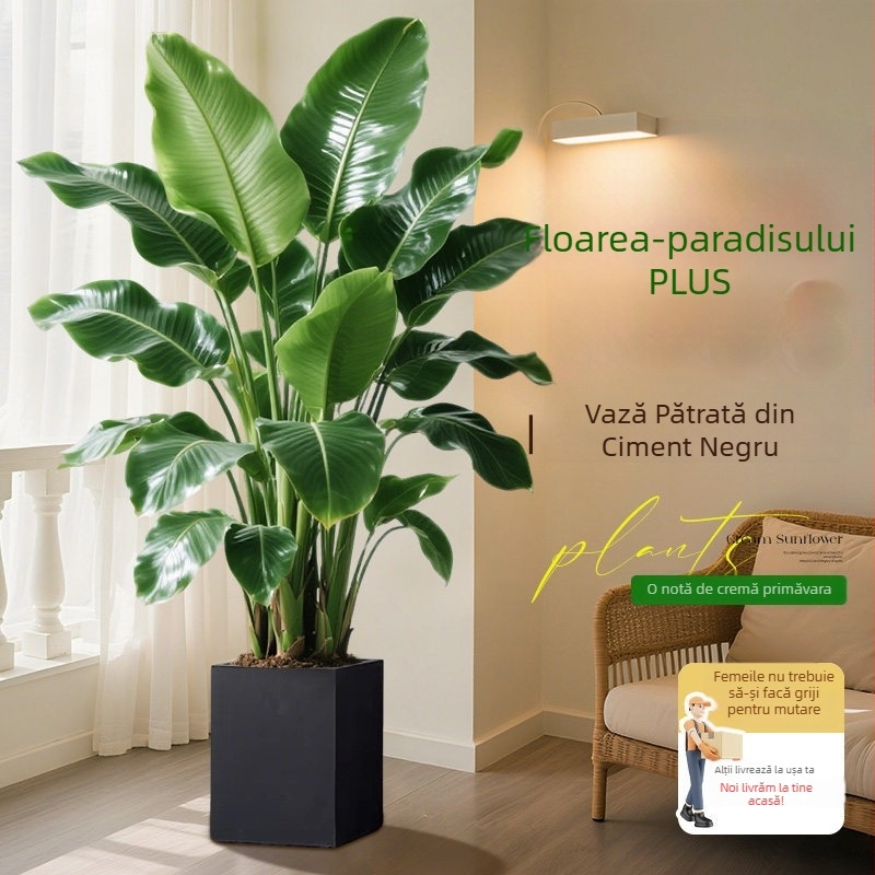 Bird of Paradise în ghivezi pentru living și birou, plantă verde de interior (Strelitzia)