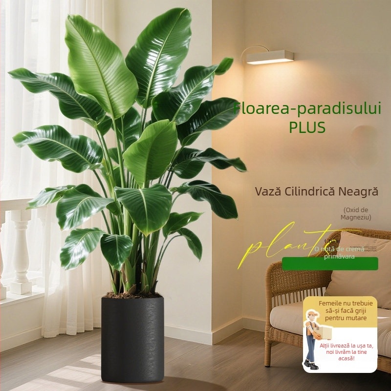 Bird of Paradise în ghivezi pentru living și birou, plantă verde de interior (Strelitzia)