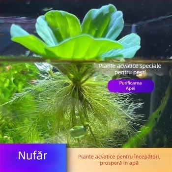 Water Hyacinth – plantă hidroponică pentru iazuri, plantă acvatică de apă dulce pentru purificarea apei și oxigenare, habitat pentru țestoase și pești, înflorire